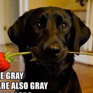 Meet your Posher, Shelby